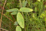 Panicledleaf ticktrefoil